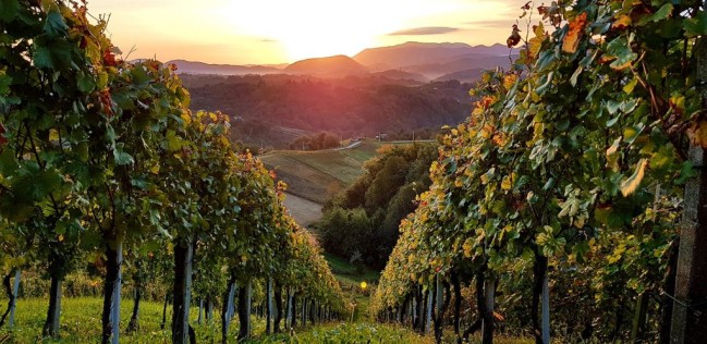 Izlazak sunca u vinogradima, Zagorje, autor: Jasenka Haleuš